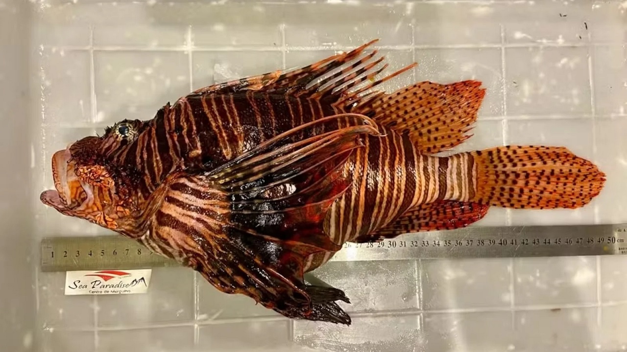 Recorde preocupante: Maior peixe-leão do mundo é capturado no Brasil