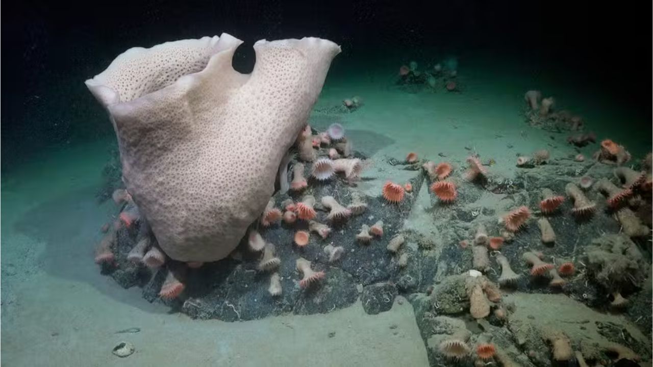Enorme iceberg se desprende da Antártida e revela biodiversidade escondida