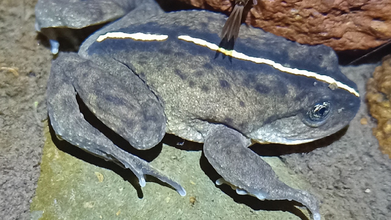 Sapo ‘desaparecido’ há 132 anos é redescoberto no Chile