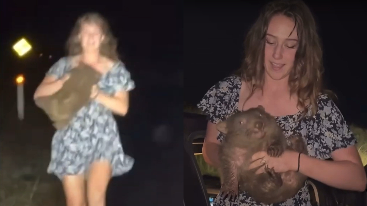 Influenciadora publica vídeo segurando filhote de wombat e revolta australianos