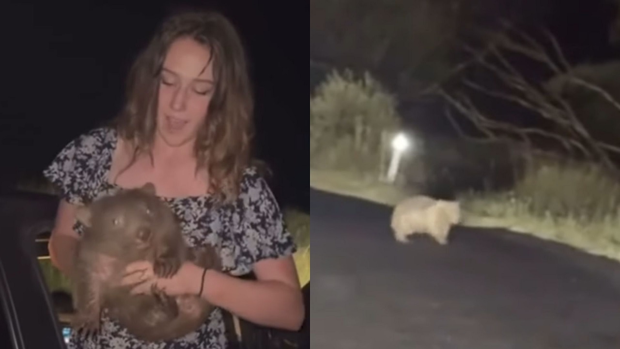 Turista americana foge da Austrália após polêmica com bebê wombat