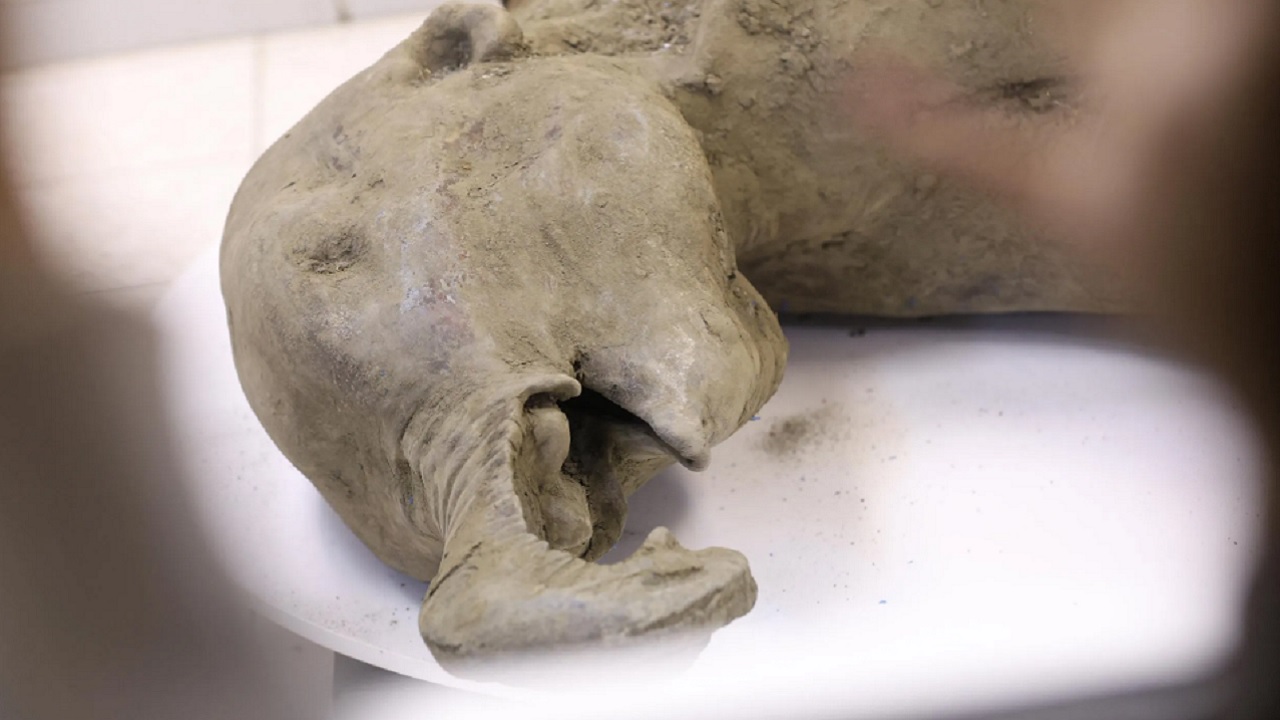 Cientistas fazem necrópsia no bebê mamute mais bem preservado que se tem notícia