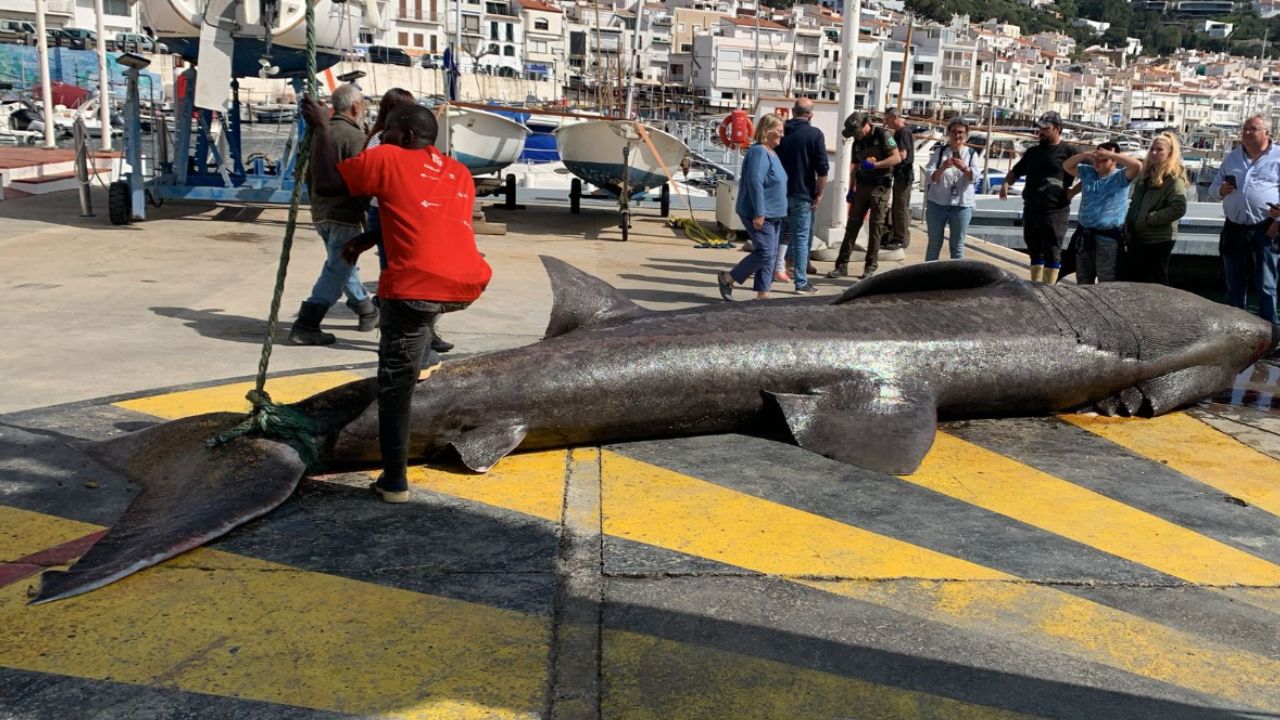 Tubarão de 7 metros é capturado acidentalmente por pescadores na Espanha