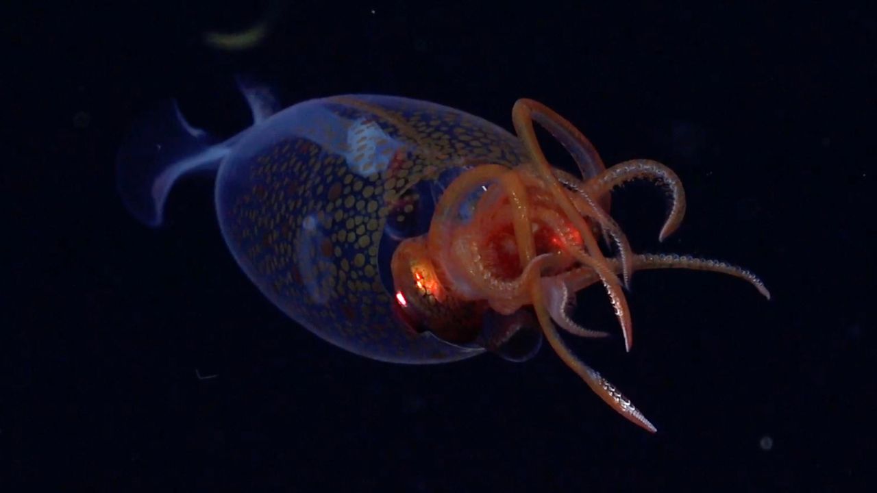 Invertebrado mais pesado do mundo é filmado pela primeira vez no Oceano Antártico