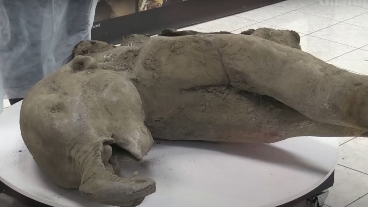 Bebê mamute de 130.000 anos tem cheiro de ‘terra e carne fermentada’, revela necropsia