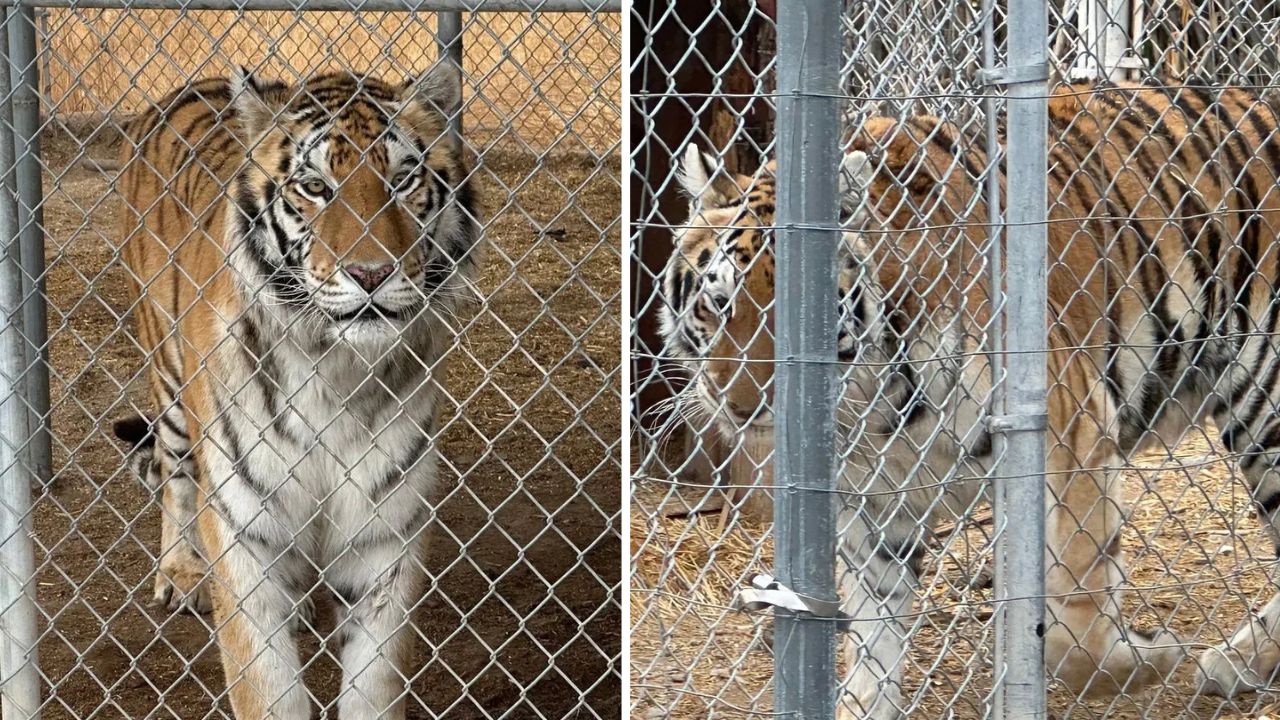 Homem é preso por criar sete tigres ilegalmente e alegar ‘apoio emocional’