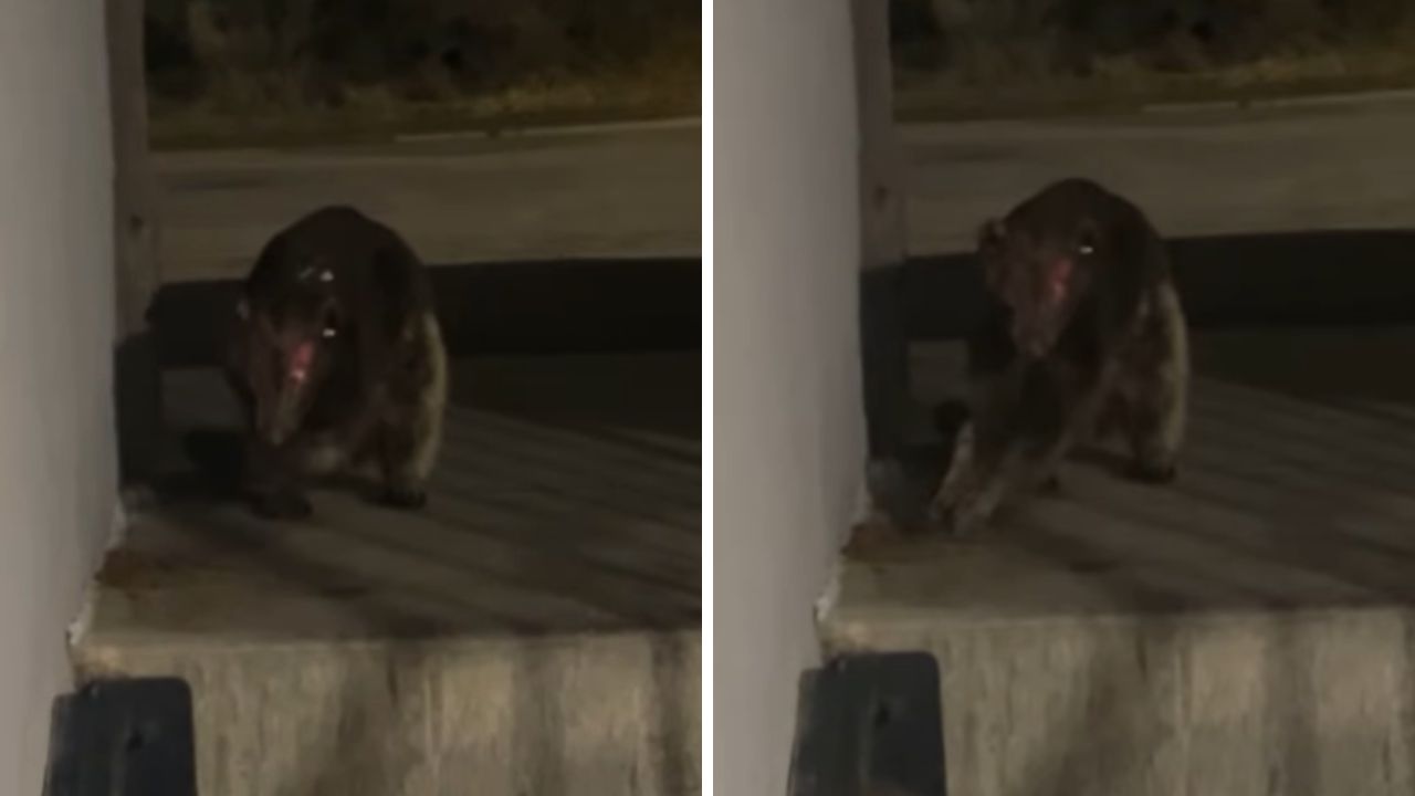 Animal misterioso é filmado nos EUA e viraliza nas redes: ‘Nunca vi nada assim’