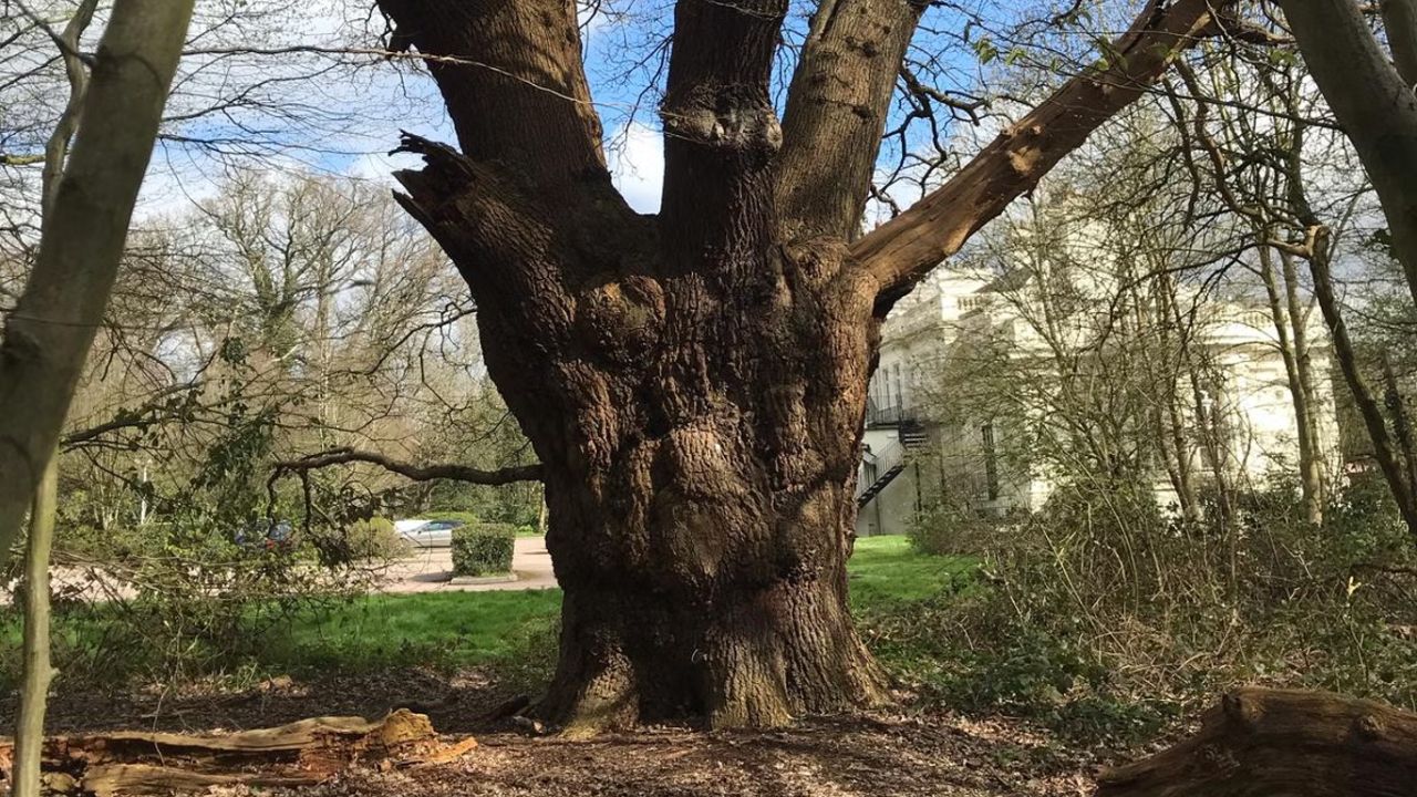 Carvalho de 500 anos é derrubado em Londres por descuido de empresa