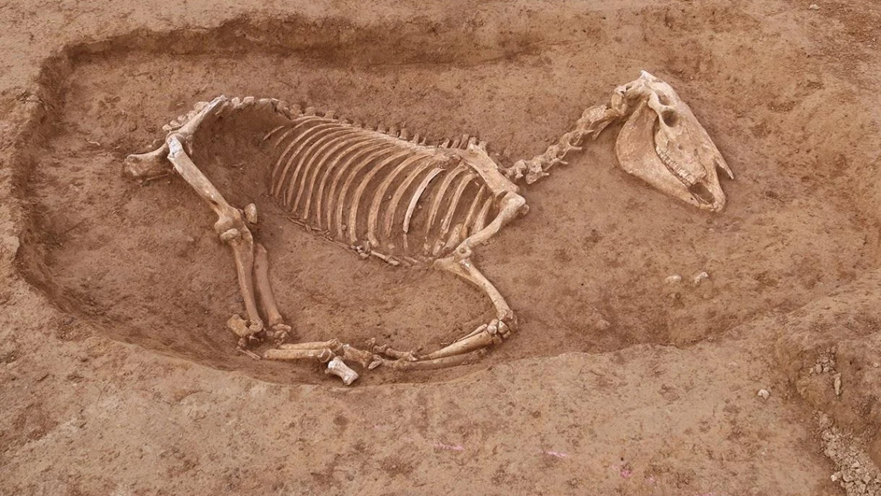 Cemitério romano de cavalos é descoberto no sul da Alemanha