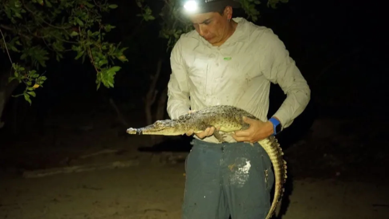 Duas novas espécies de crocodilo são descobertas no Caribe