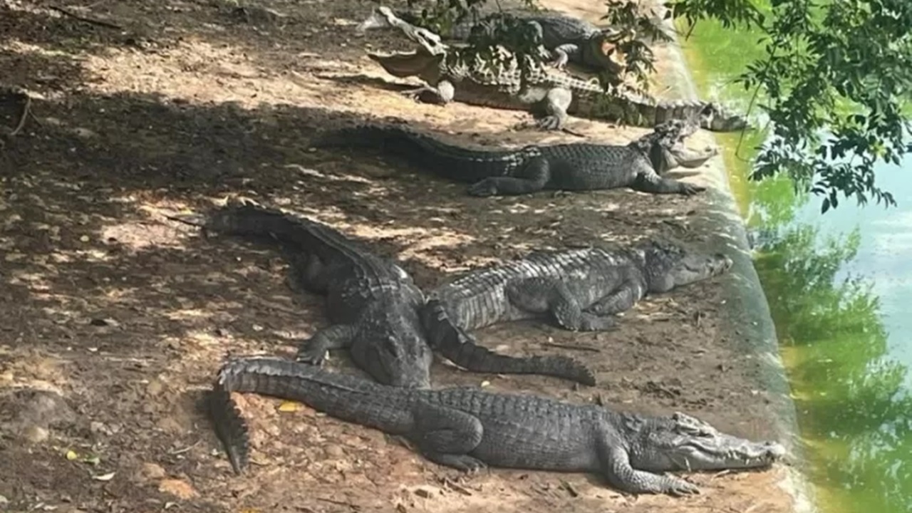 Entenda o motivo da China estar leiloando até 500 crocodilos