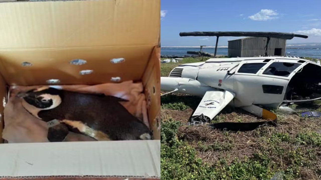 Pinguim ‘desastrado’ causa acidente de helicóptero na África do Sul