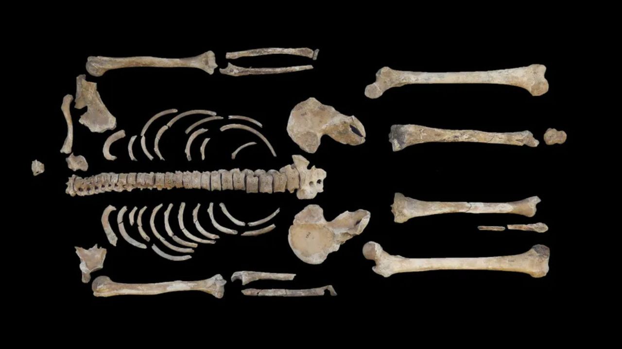 Análise 3D revela que guerreiro celta foi ferido em batalha há 2500 anos