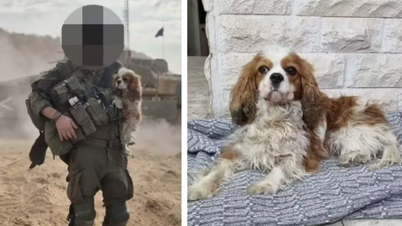 Cadela sequestrada durante ataque do Hamas a Israel é encontrada após 18 meses