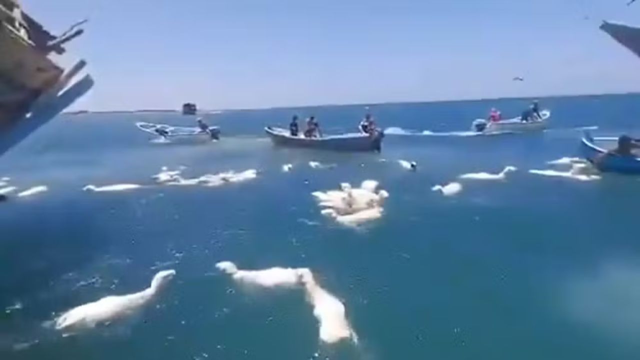 Navio naufraga e pescadores lutam para salvar centenas de ovelhas de afogamento