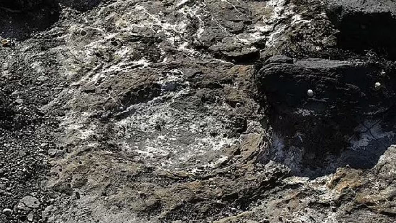 Evidências apontam que ancestrais do T. rex viveram em ilha há 167 milhões de anos