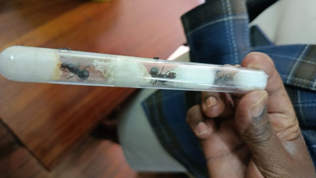 Adolescentes belgas são acusados no Quênia por tráfico de formigas