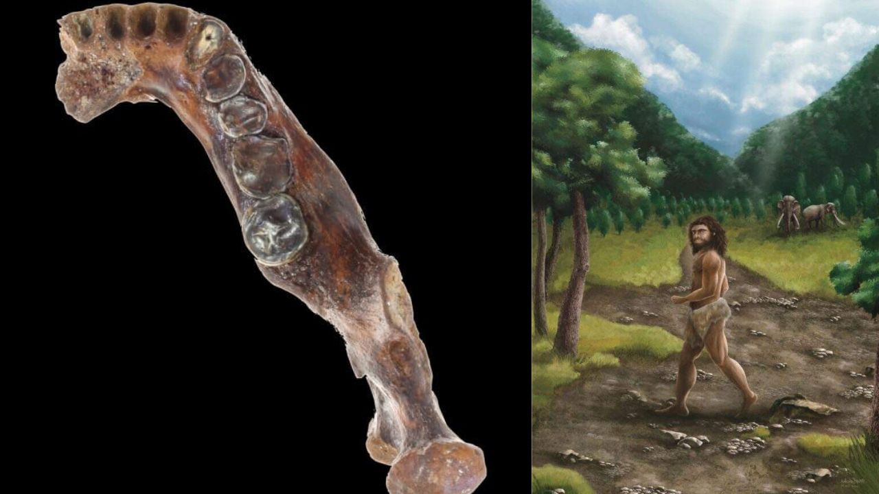 Fóssil misterioso descoberto em Taiwan tem origem confirmada