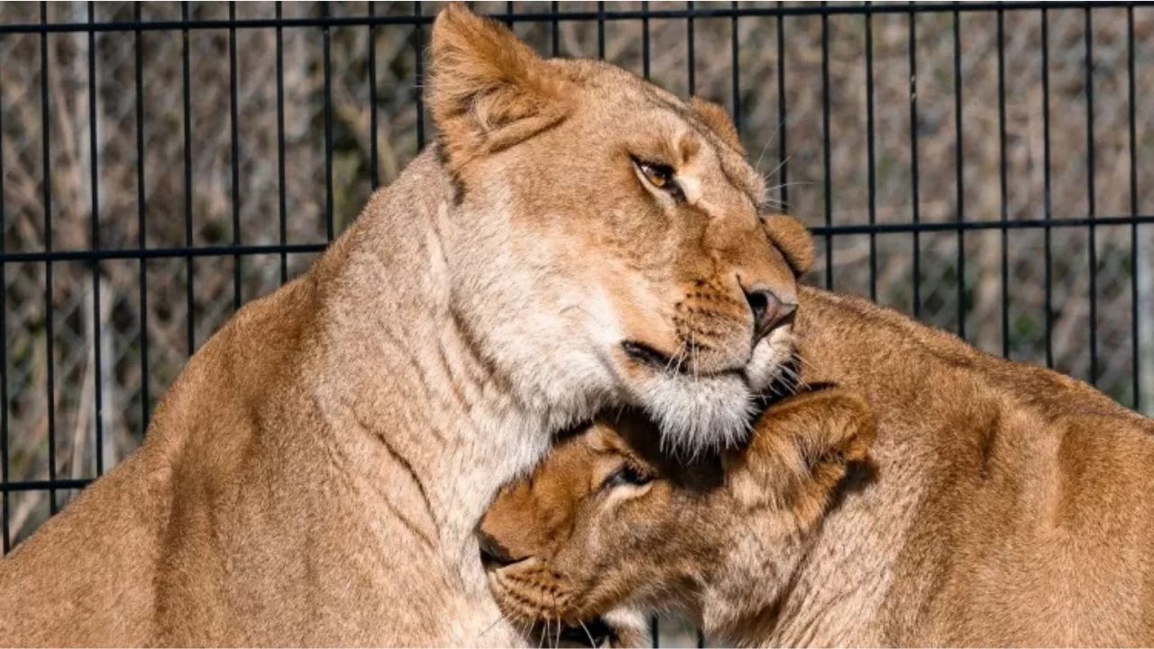 Leões que nunca haviam pisado na grama são resgatados na Ucrânia
