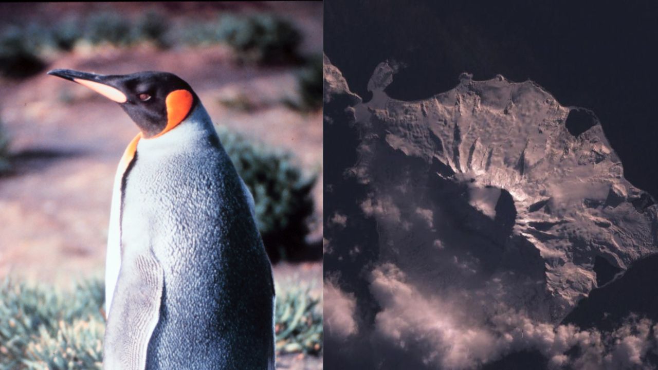 Ilhas habitadas apenas por pinguins estão em lista de territórios taxados pelos EUA