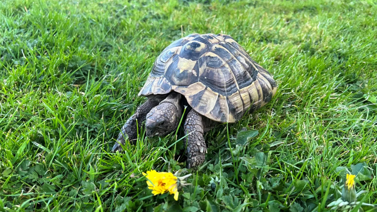 Jabuti desaparece por nove meses e é encontrado na Inglaterra