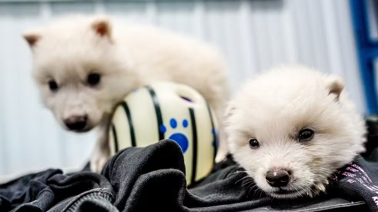 Além dos lobos: que outros animais empresa pretende ‘desextinguir’?