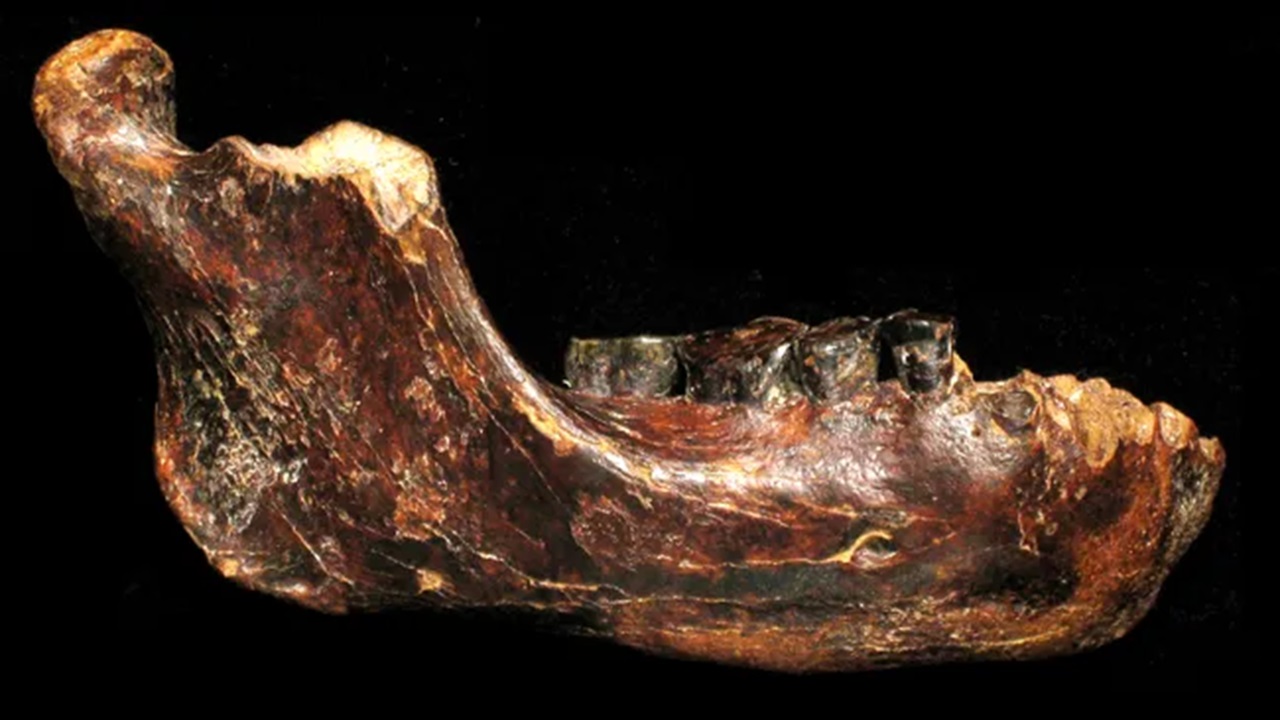 Mandíbula misteriosa revela presença de Denisovanos em Taiwan