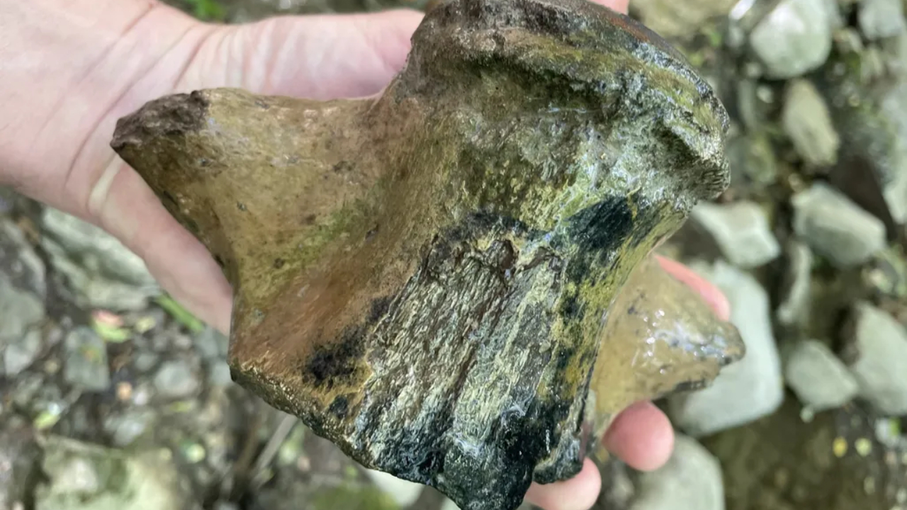 Fóssil gigante de mosassauro é descoberto no Mississippi, nos EUA