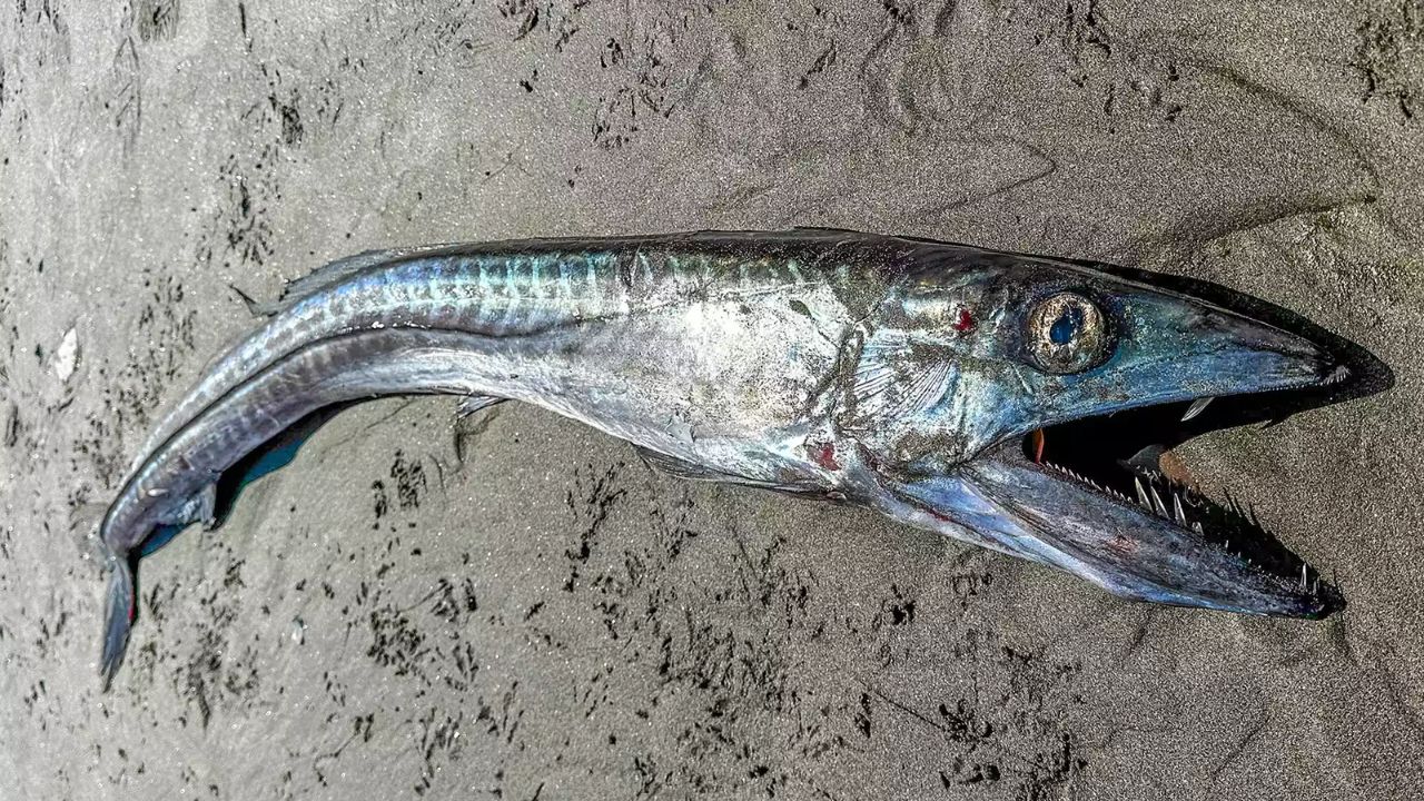 Aparição rara: ‘Peixe canibal’ das profundezas surge em praia dos EUA
