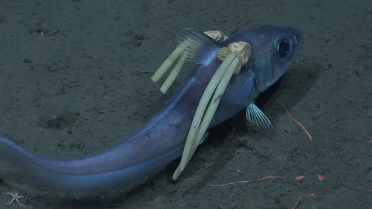 Cientistas capturam imagens surpreendentes de parasitas no fundo do mar