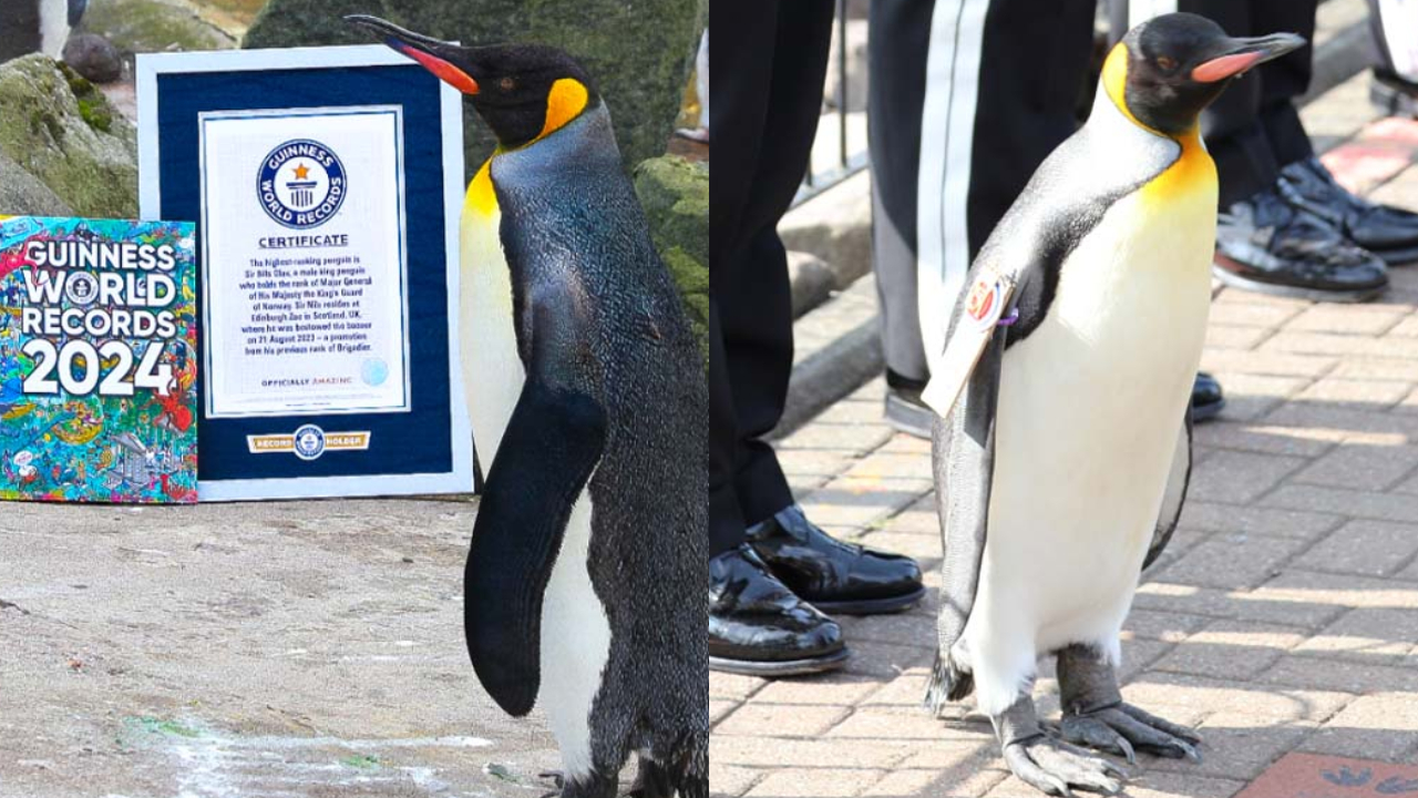 Sir Nils Olav III: Conheça o pinguim escocês de alto cargo no Exército Norueguês