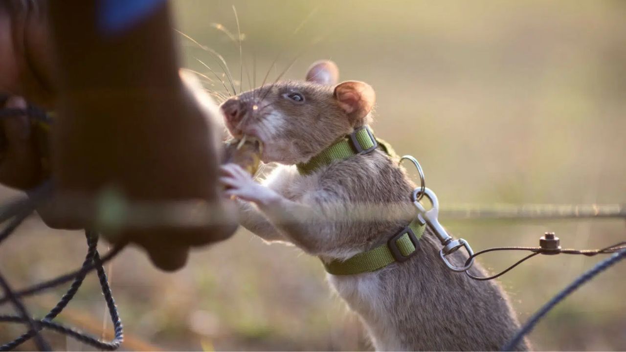 Rato gigante entra para o Guinness por farejar minas terrestres no Camboja