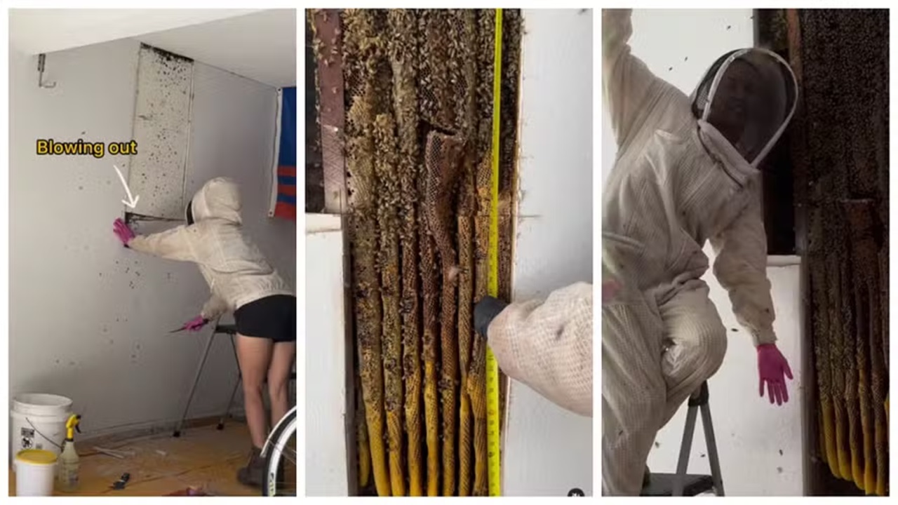 Homem descobre 80 mil abelhas escondidas dentro da parede da garagem
