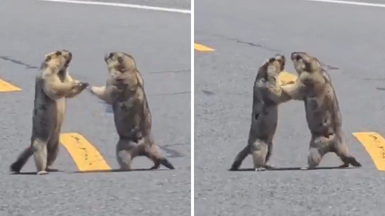 Briga de marmotas em rodovia causa congestionamento na China; veja vídeo