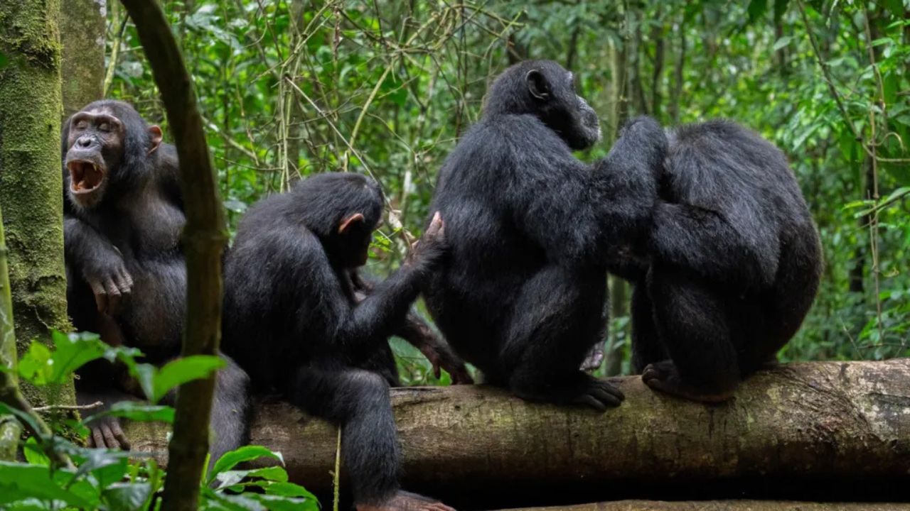 Chimpanzés fazem primeiros socorros e tratam feridas com plantas medicinais