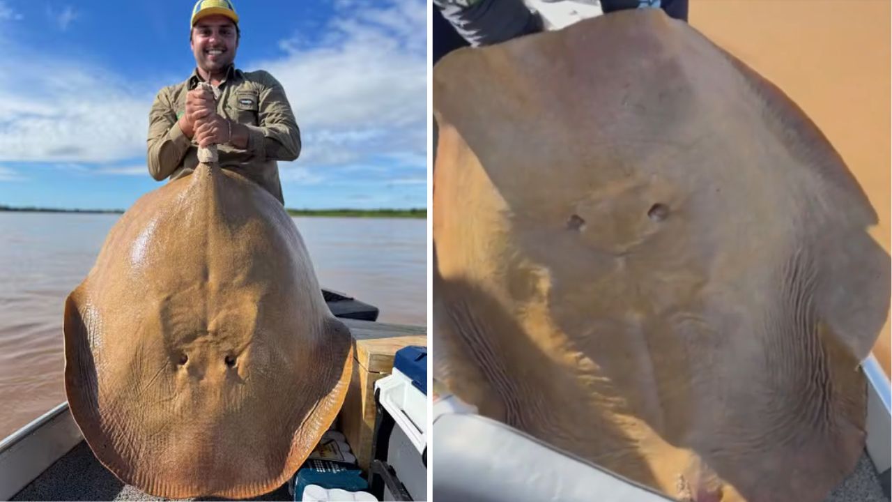 Homem fisga arraia gigante no Rio Araguaia: ‘Nunca vi uma desse tamanho’