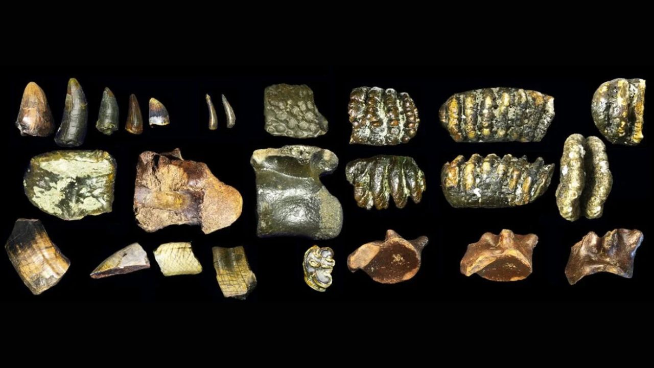 Descoberta na Indonésia revela hábitos de caça do Homo erectus há 140 mil anos