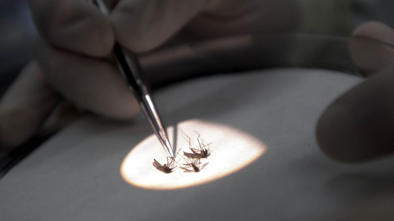 Vírus ‘mortal’ do Nilo Ocidental é identificado em mosquitos do Reino Unido