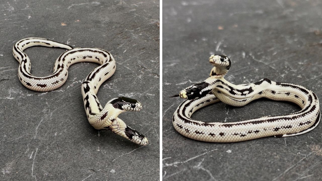Um em 100 mil: cobra com duas cabeças nasce em loja na Califórnia