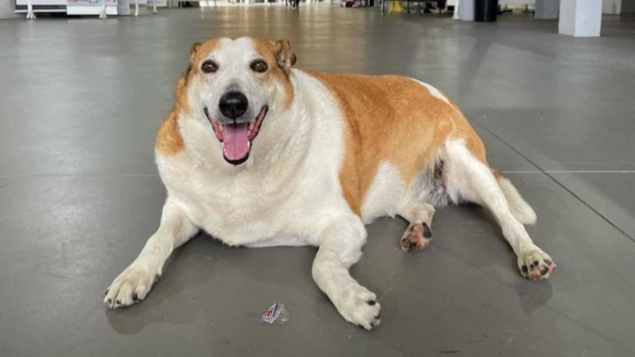 Silveira: A história do cãozinho que cativou as redes sociais