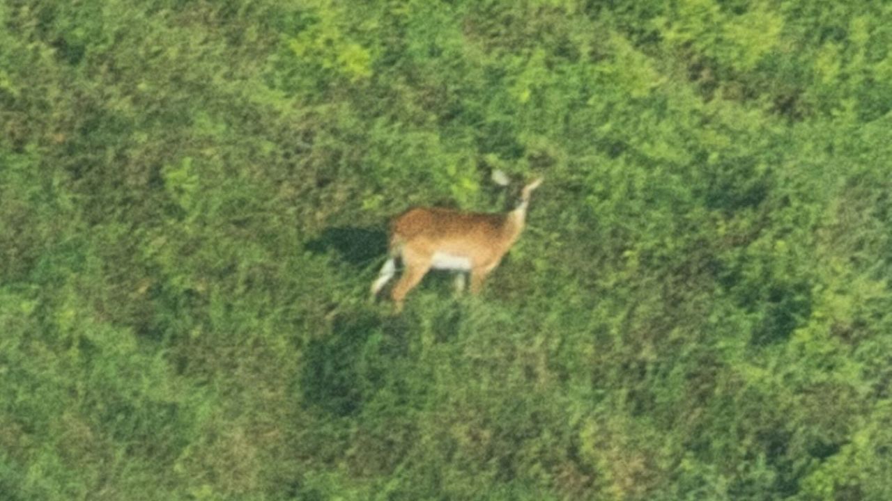 Antílope à beira da extinção é fotografado pela primeira vez no Congo