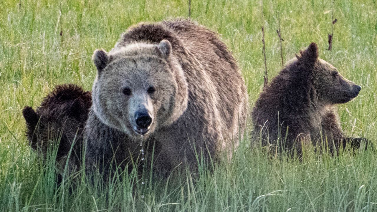 Eslováquia autoriza venda e consumo de carne de urso após aumento de ataques