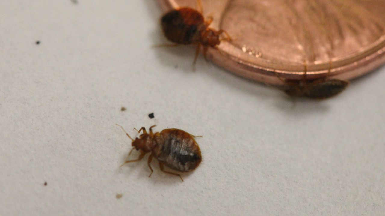 Percevejos foram a primeira praga humana, indica estudo genético