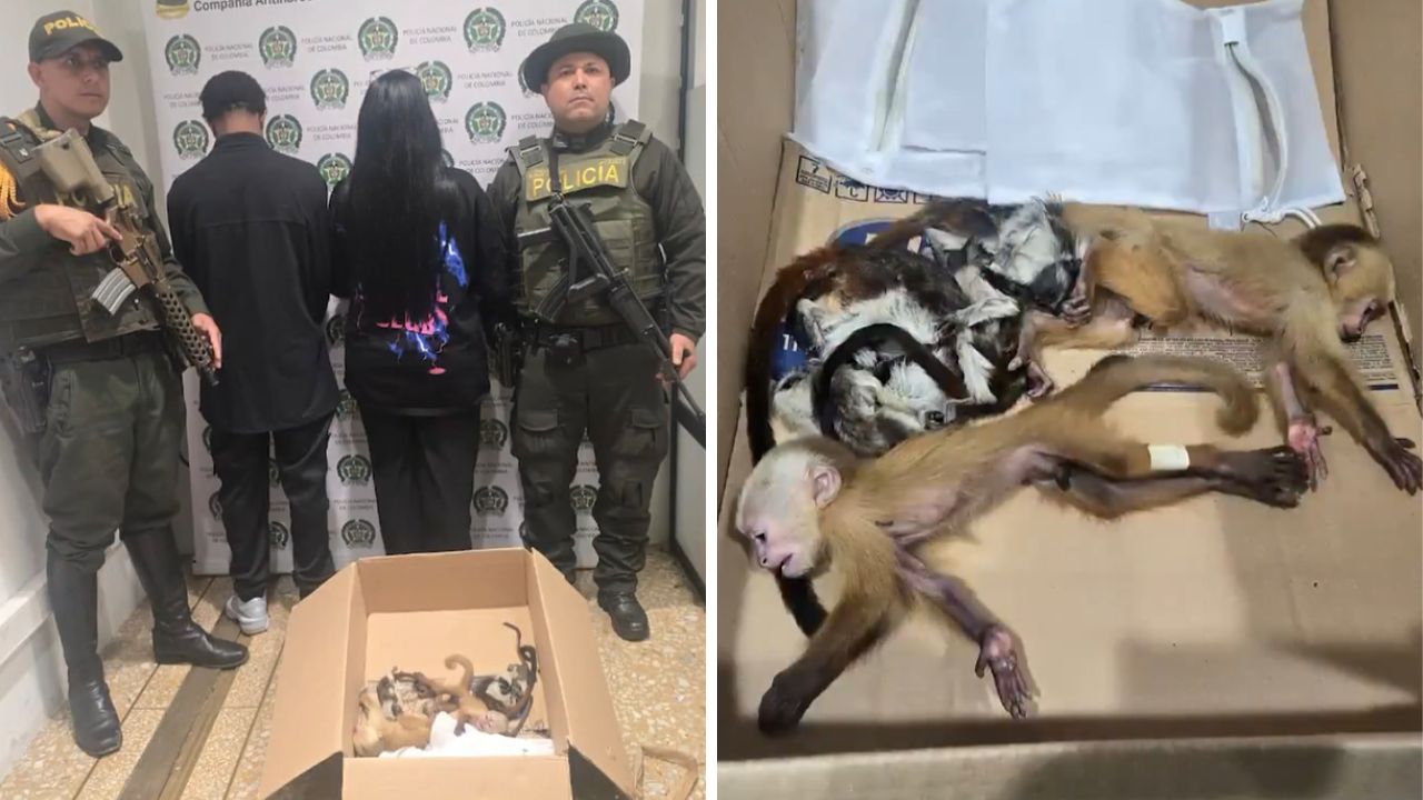 Casal é preso na Colômbia ao tentar embarcar com filhotes de macaco escondidos