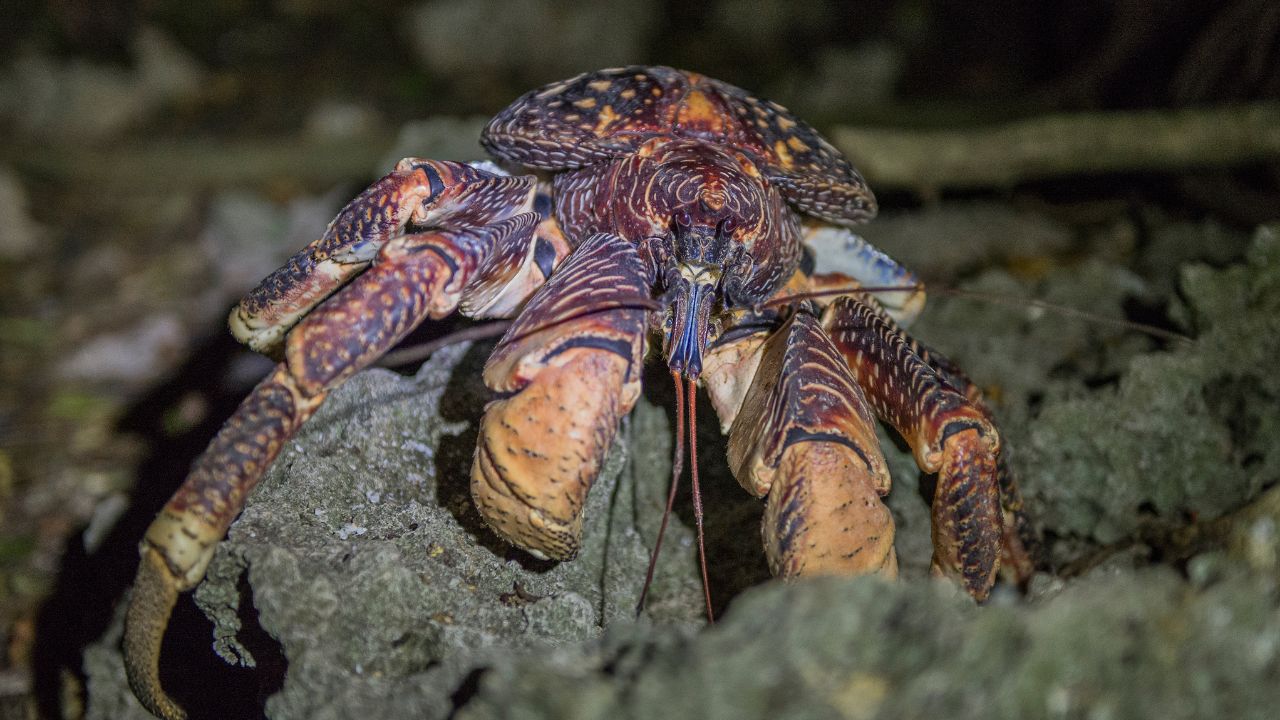 Espécie rara de caranguejo ladrão é encontrada em caverna na Índia após mais de século