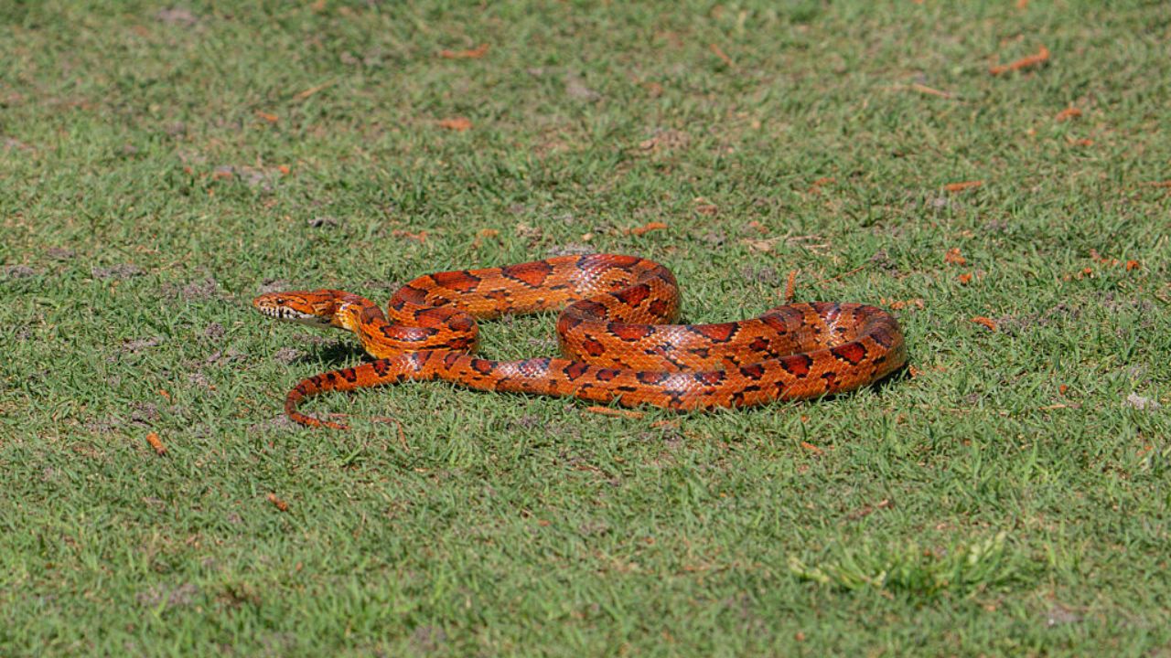 Homem injetou veneno de cobra em si mesmo 856 vezes para criar antídoto universal