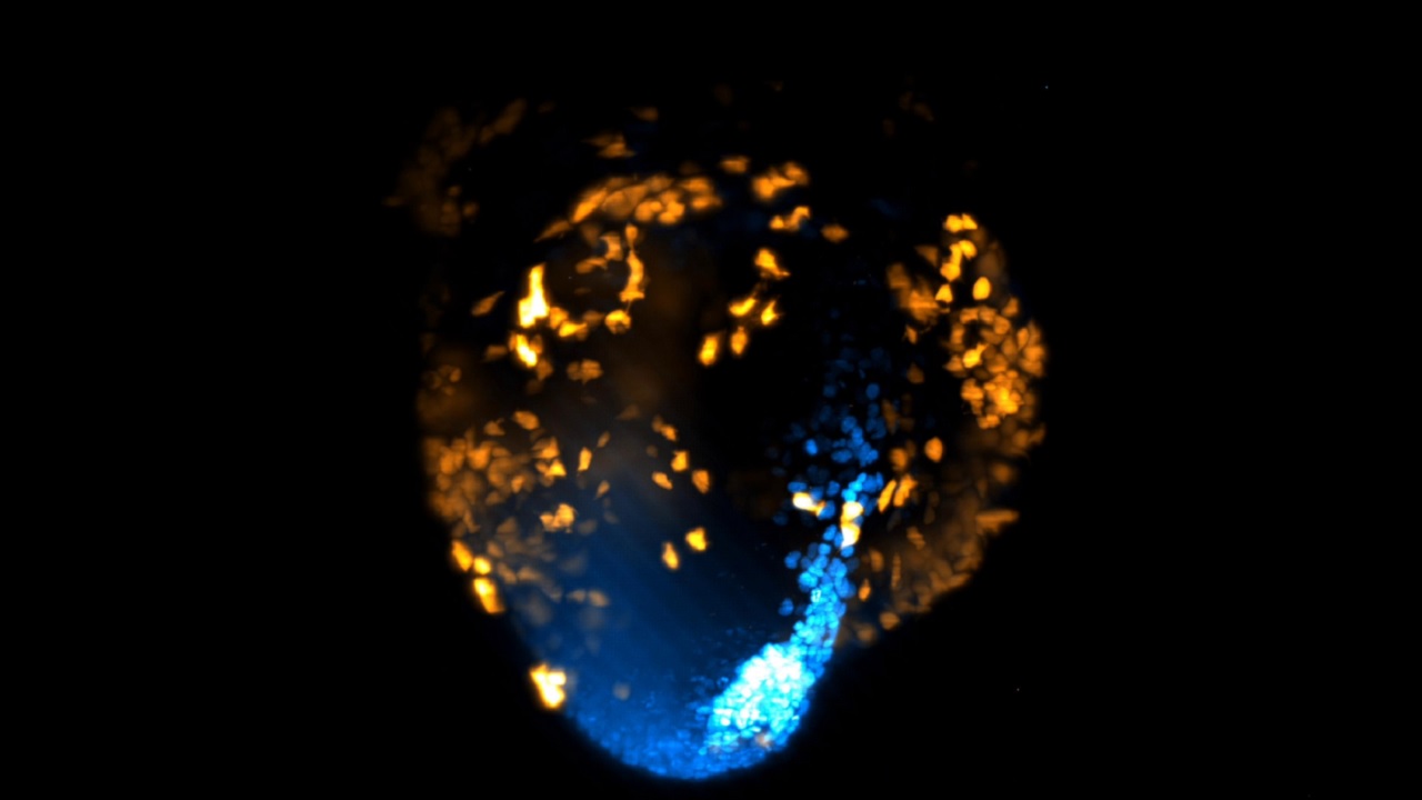 Cientistas filmam pela primeira vez em 3D o nascimento de um coração