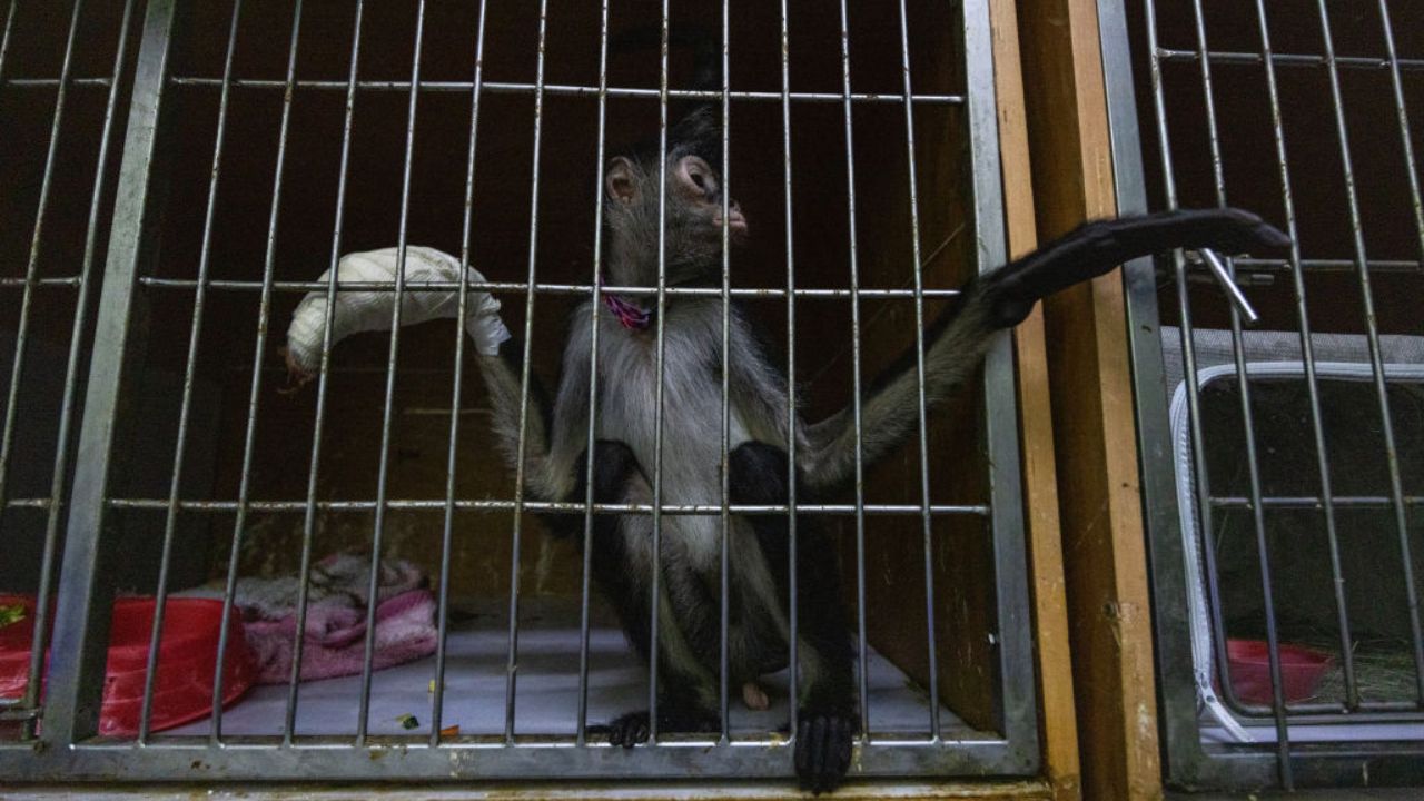 Violência de cartéis mexicanos causa fechamento de santuário animal