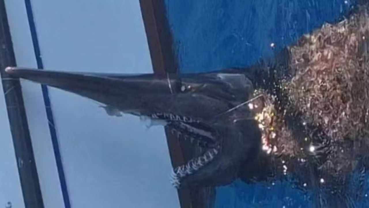 Tubarão com aparência ‘alienígena’ intriga pescadores na Espanha