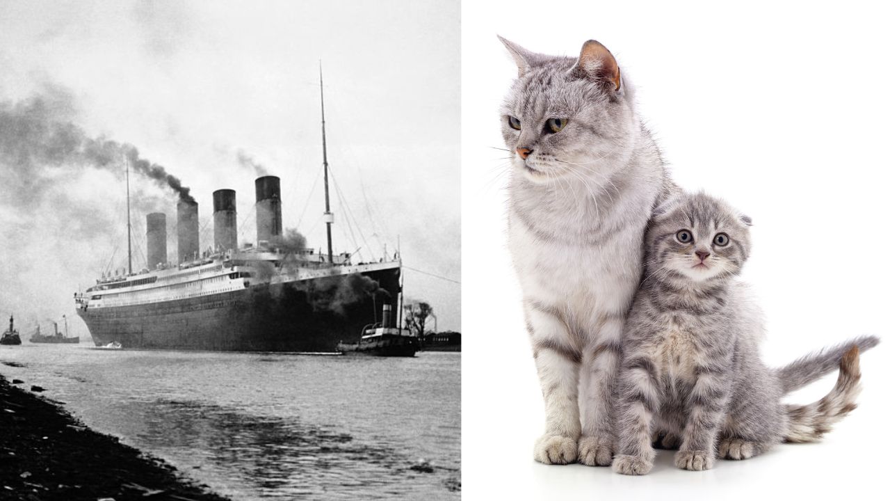 A gata que teria pressentido o acidente do Titanic e salvado seus filhotes
